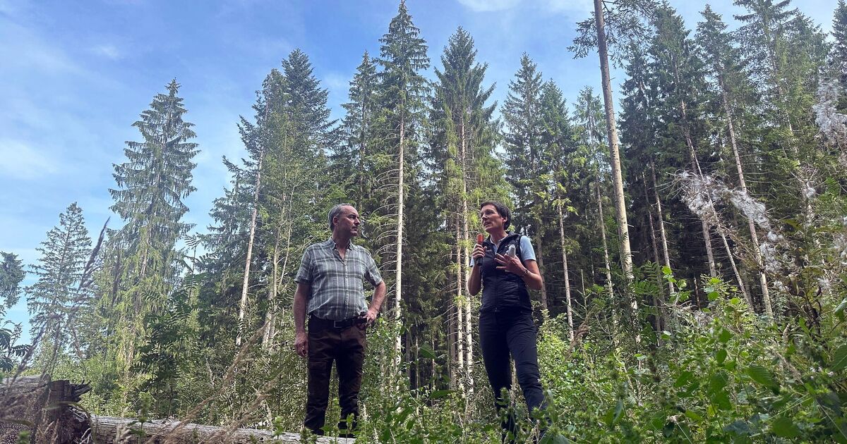 Erfolgreicher Kampf gegen Borkenkäfer im Bayerischen Wald