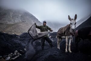 Ein Bergarbeiter entlädt einen mit Kohle beladenen Esel., © Oliver Weiken/dpa
