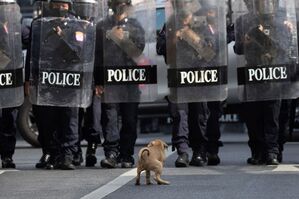 Ein Hund kauert vor Polizisten in Einsatzkleidung., © Wason Wanichakorn/AP/dpa