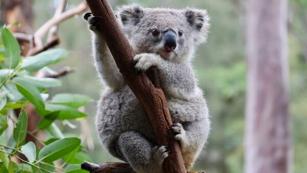 Ein Koala im australischen Mongo Valley Wildlife Sanctuary., © -/AUSSIE ARK/dpa