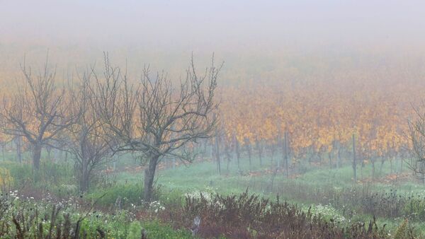 Nebel über einer Streuobstwiese und herbstlichen Weinbergen bei Volkach in Unterfranken., © Karl-Josef Hildenbrand/dpa