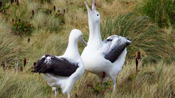In Neuseeland sind mehrere Eier einer einzigartigen Albatros-Kolonie verschwunden. Der Nördliche Königsalbatros ist mit einer Flügelspannweite von mehr als drei Metern einer der größten Seevögel der Welt., © Ellen Rykers/Forest and Bird/dpa