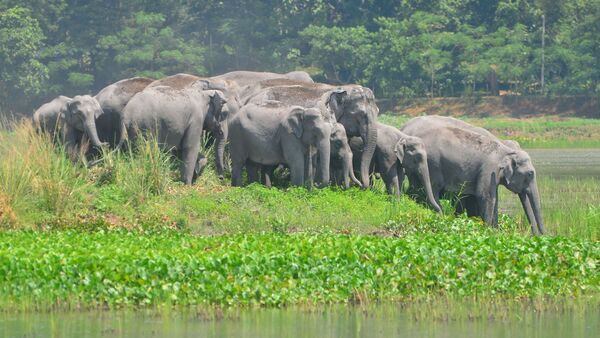 600 Wildarten sollen künftig besser geschützt werden - darunter sind auch Elefanten., © Str/XinHua/dpa